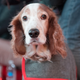 A dog at the January Midnight Moment concert for dogs: Heart Of a Dog by Laurie Anderson, held at Duffy Square on January 4, 2016 in New York City